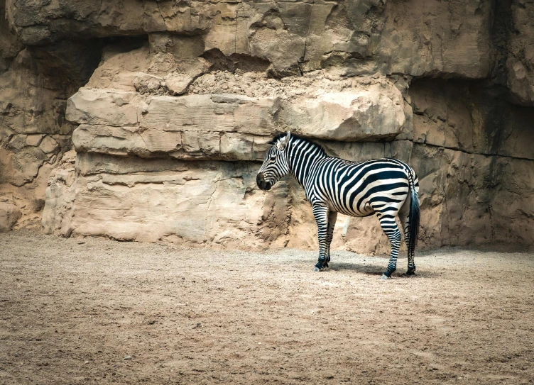 a ze stands by some rocks while it eats