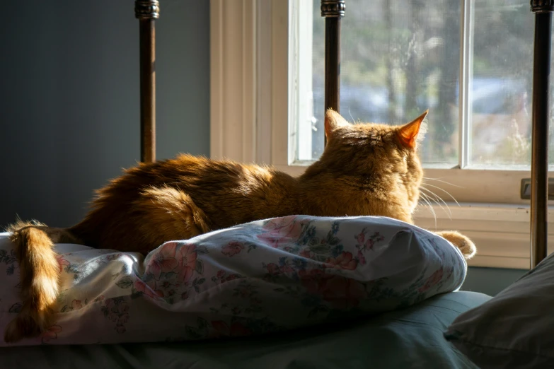 the orange cat is sitting on the pillow