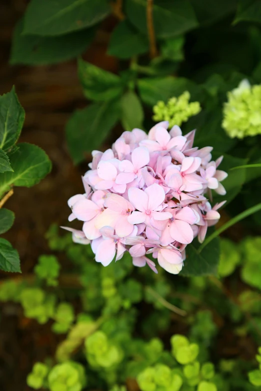 a flower in the middle of green leaves