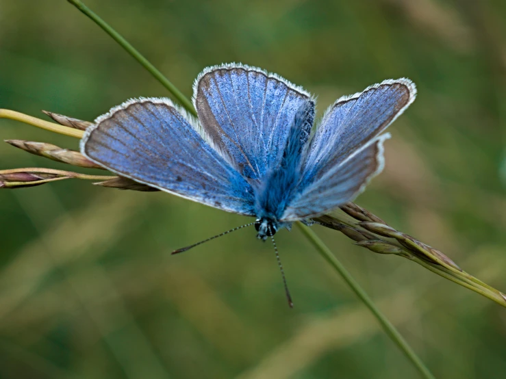 a blue erfly sitting on a green stalk