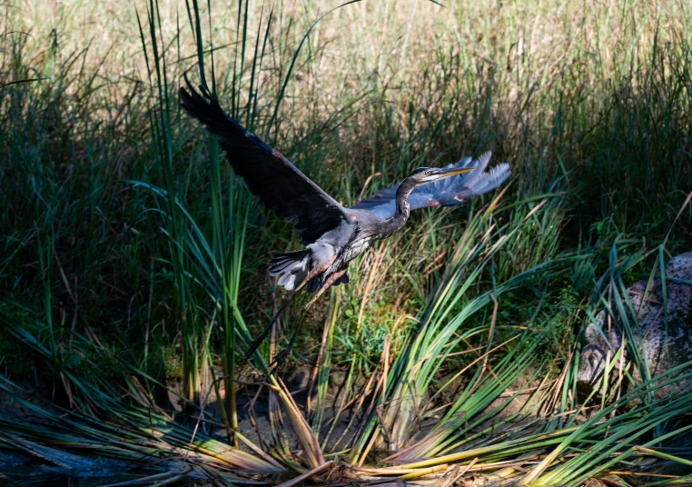 a large bird that is flying by some grass