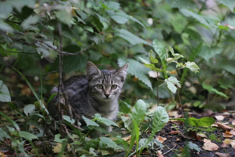 a gray cat sitting in the middle of a lush green forest