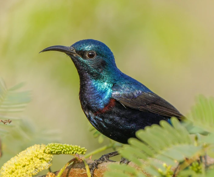 a blue and black bird standing in the forest