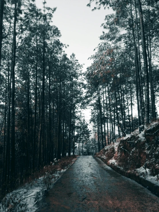 a picture of the side of a road in the woods with trees