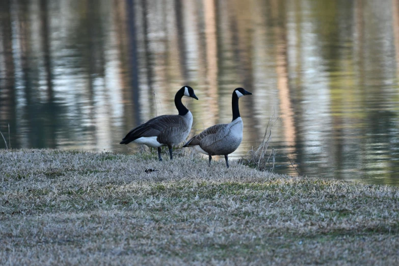 two geese are standing near water and grass