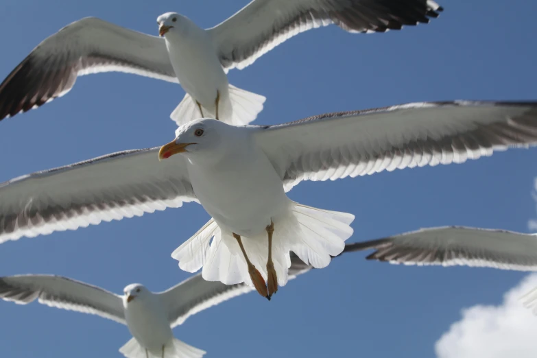 some seagulls flying in the air above them