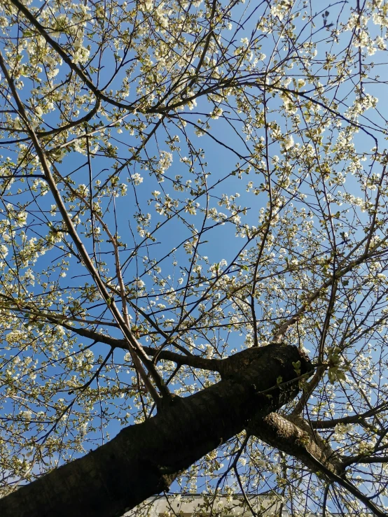 some very pretty white flowered trees against a bright blue sky