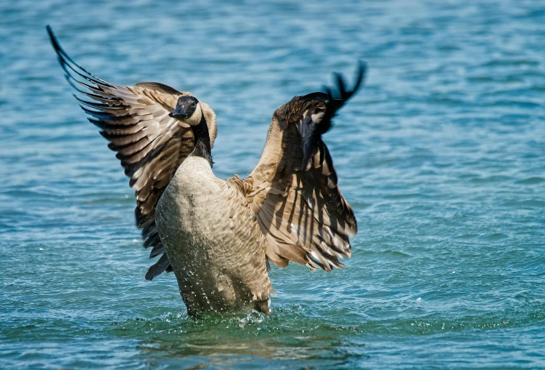 a brown and black bird with its wings spread out