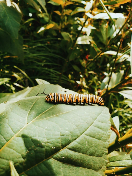 a leaf that has some kind of caterpillar on it