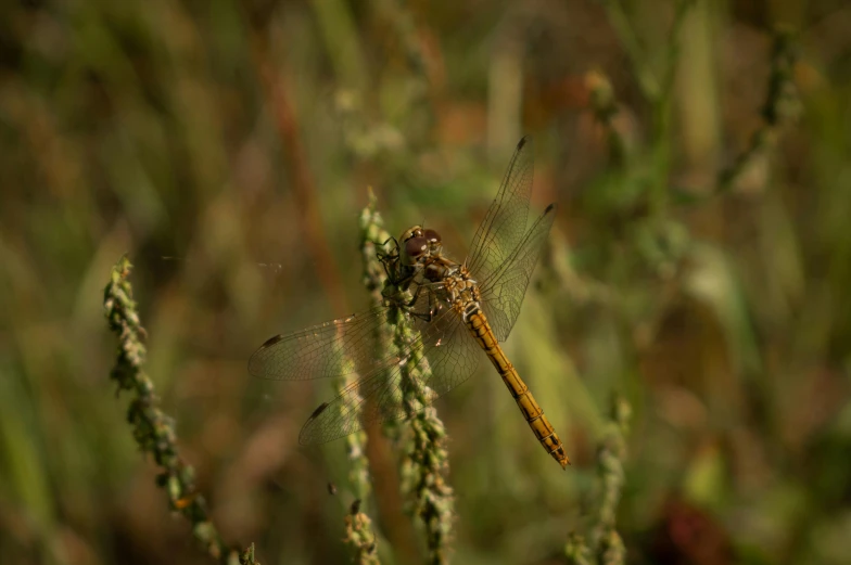 a yellow dragonfly sitting on top of green plant