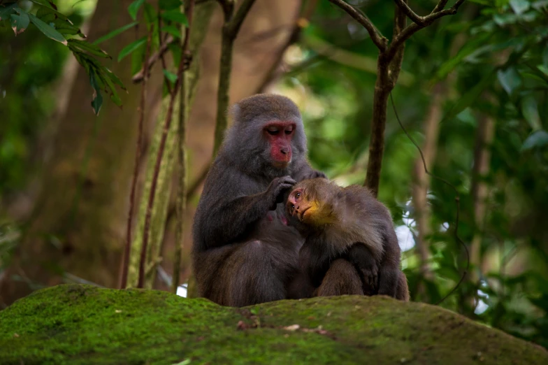 two monkeys are eating food on the rocks