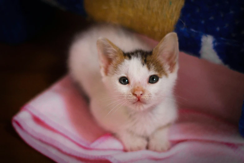 a cat sitting on a towel near a stuffed teddy bear