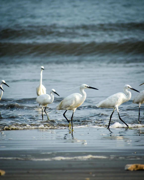 four birds standing in the sand on the beach