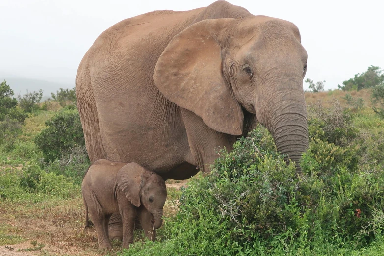 an adult elephant and a baby elephant stand next to a bush