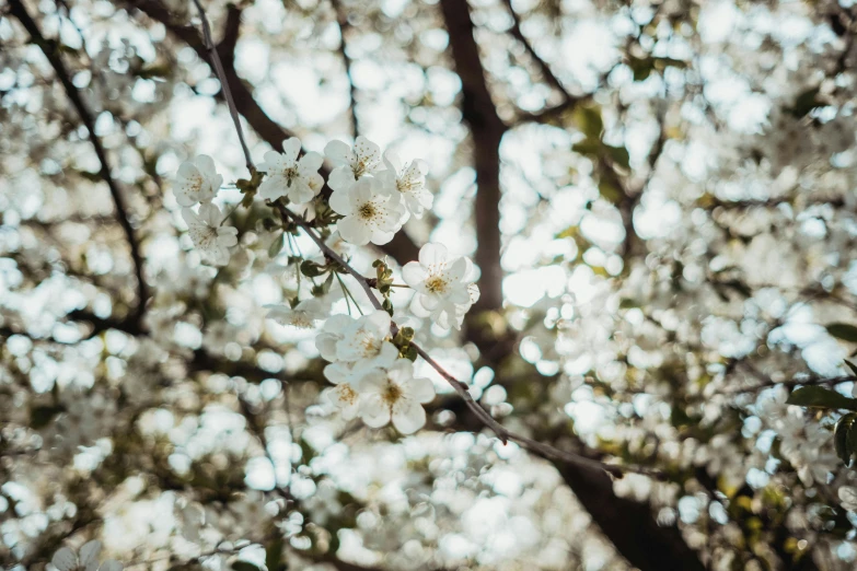 white flowers blooming from the nches of trees