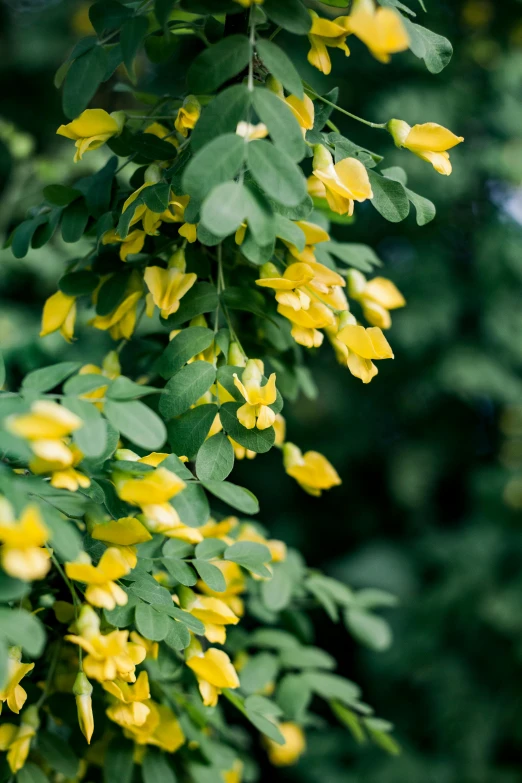 yellow flowers growing in a forest of green leaves