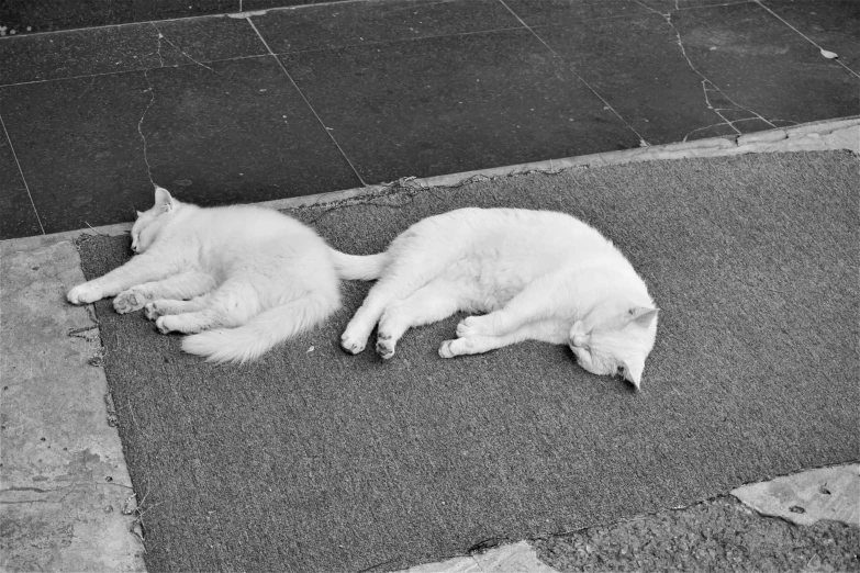 two cats laying on their back outside a house