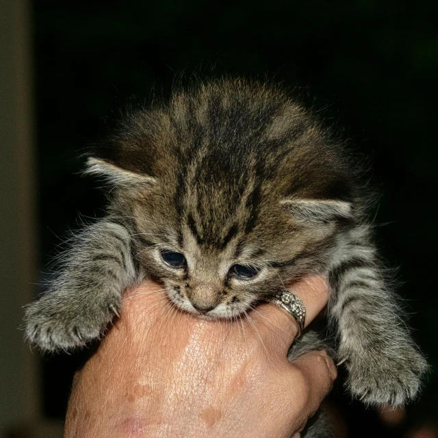 a person holding a small kitten up in the air
