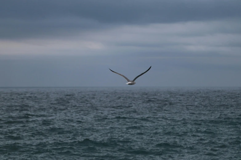 an ocean view with a seagull flying over the waves