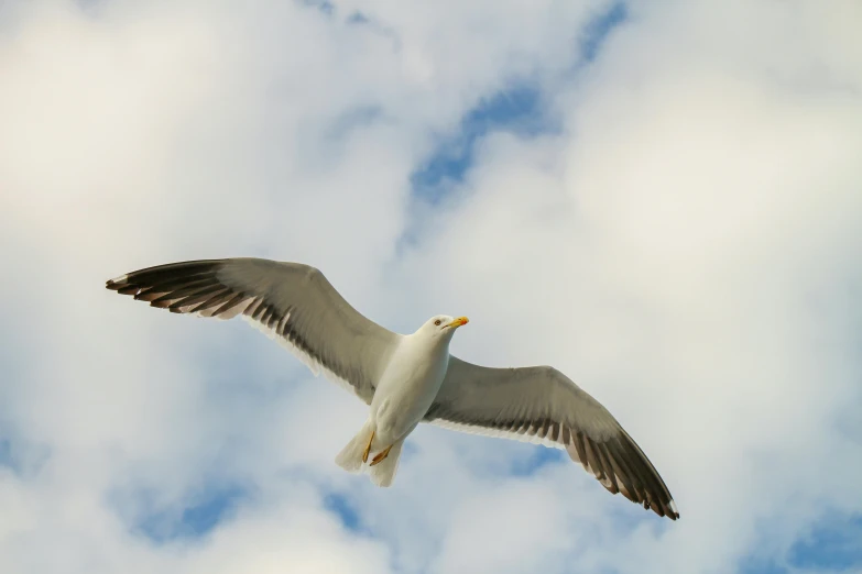 a seagull flies in the air with a cloud filled sky