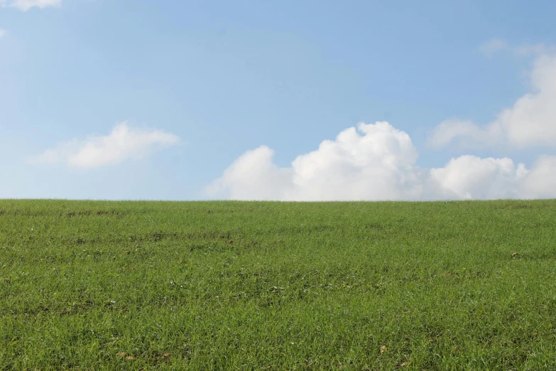 an animal that is in the grass looking at soing