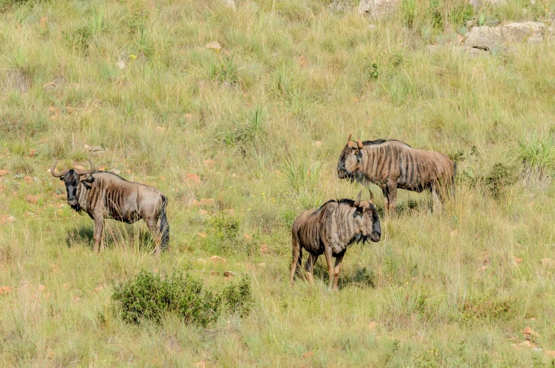 two horned animals graze in an open grassy field