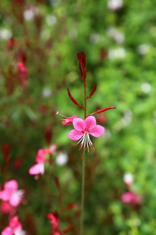 a pink flower in front of a green background