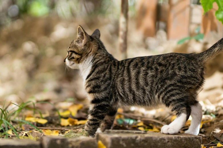 there is a cat that is walking down the ground