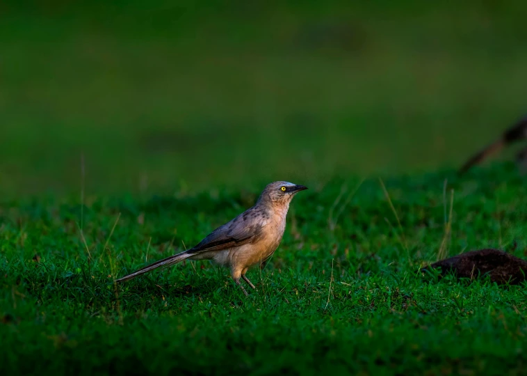 bird with head down on green grass area