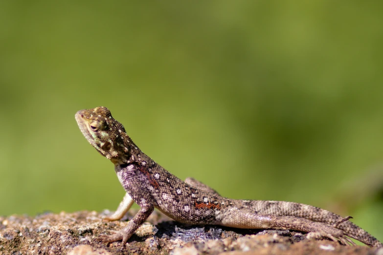 a lizard sitting on top of a piece of wood