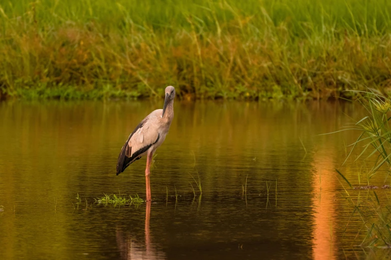 a long legged bird standing in the water