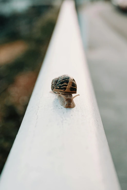 a snail that is on the side of a road