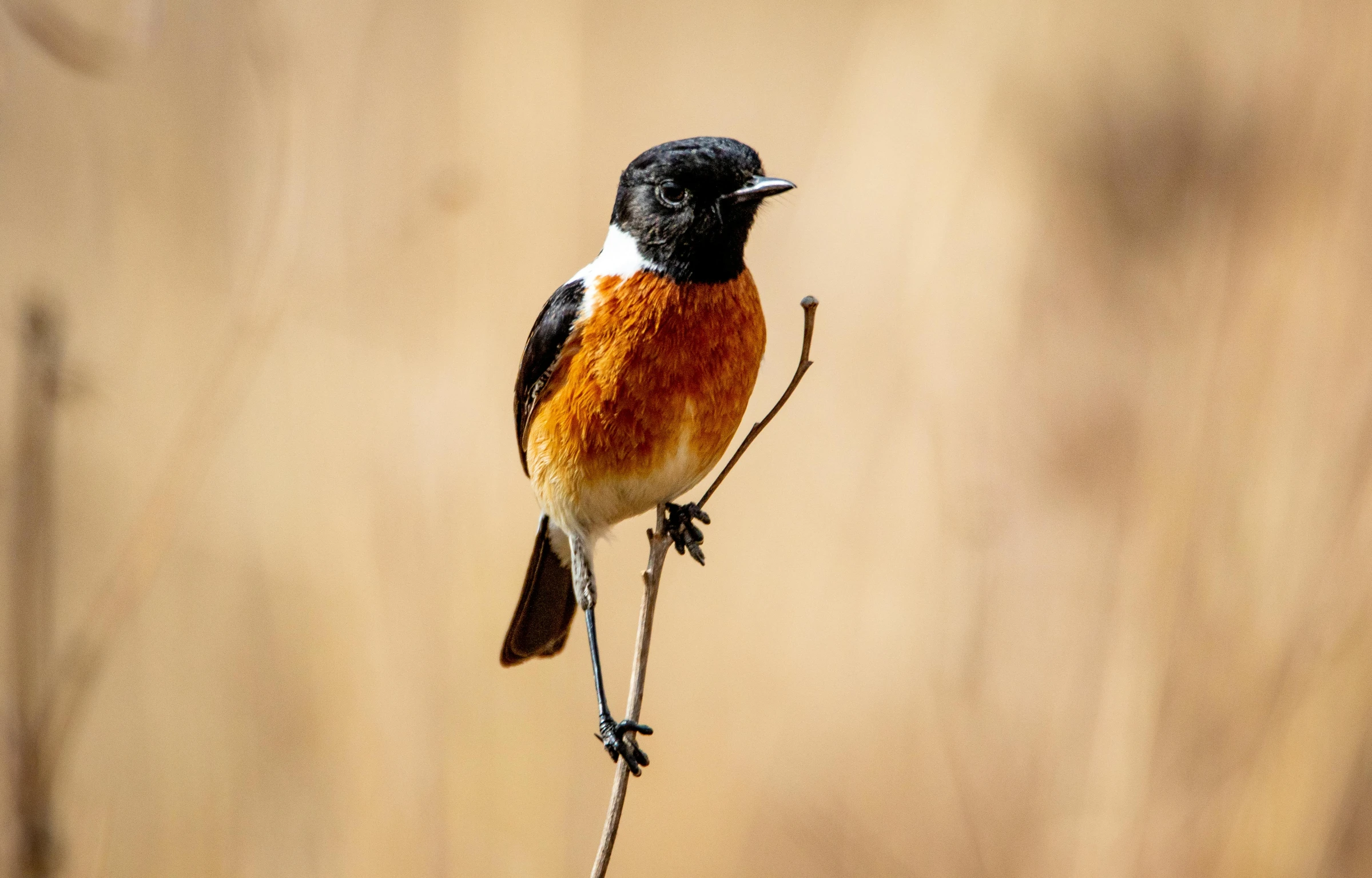 a small bird is sitting on a tree nch