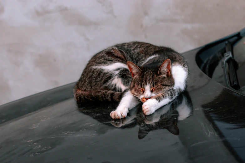 a cat sitting on the hood of a car