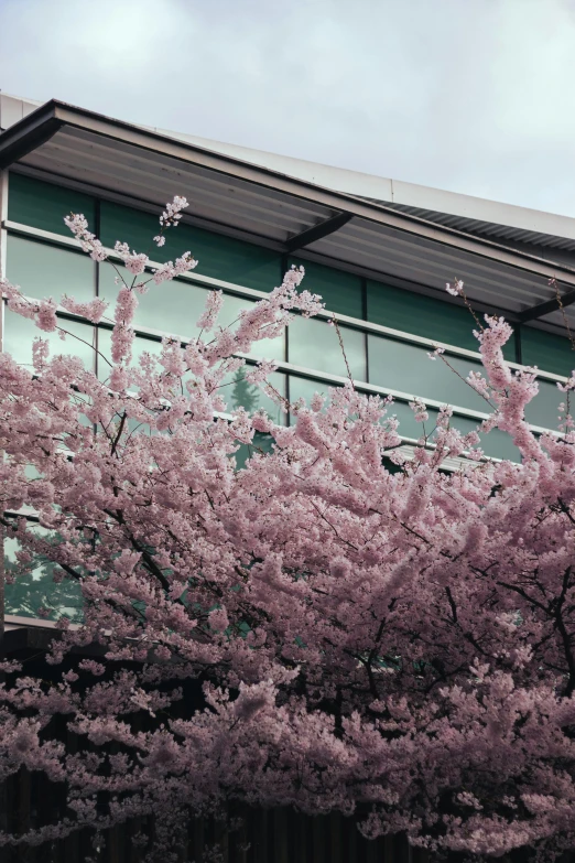 purple flowers growing out the leaves of a tree