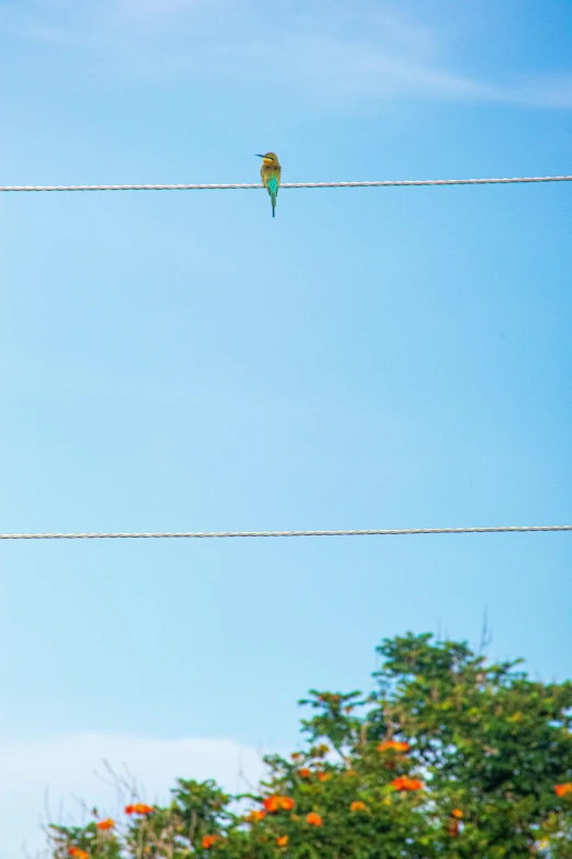 two birds on a wire in the sky