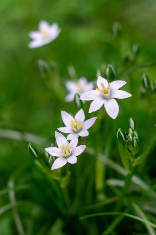 three white flowers that are in the grass