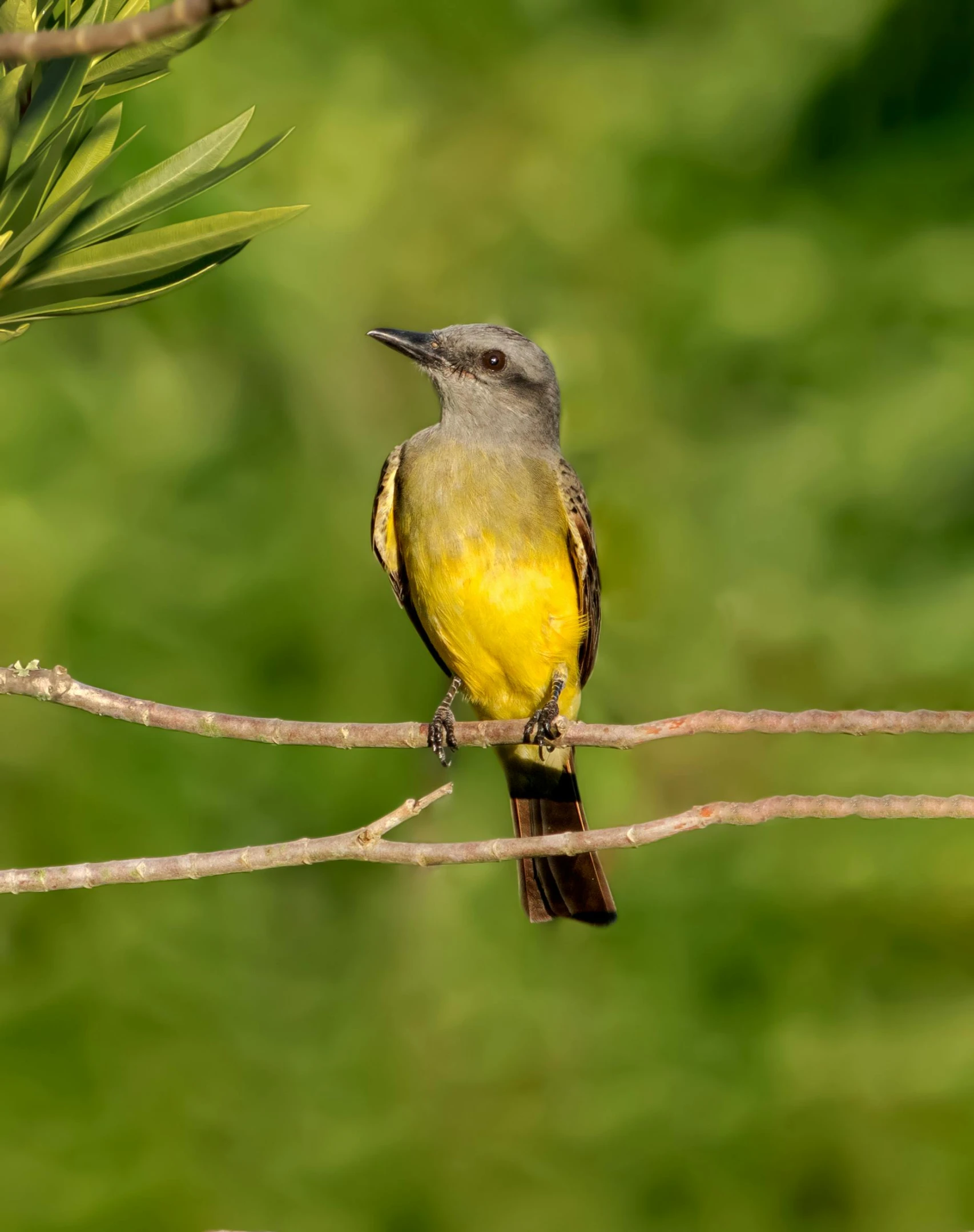 a small bird perched on a nch in a tree