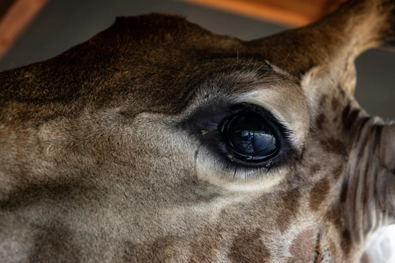 a giraffes face with the eye of an unsmorted animal