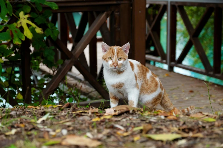 a cat looking at the camera on a path