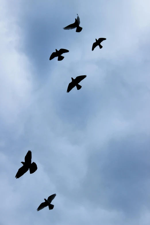 a flock of birds fly through the sky