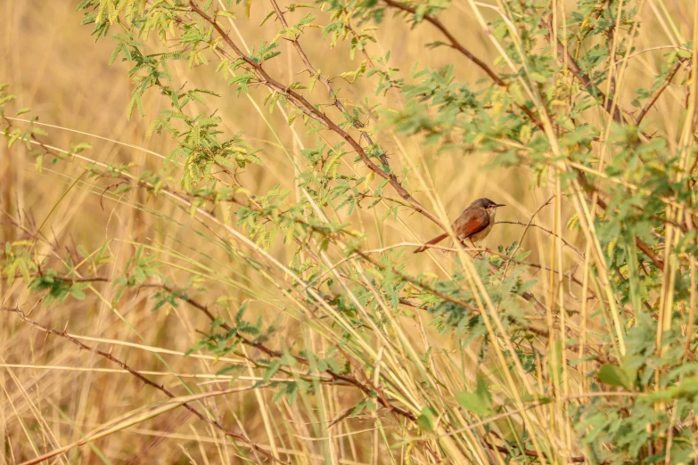 a bird sits on a plant surrounded by tall grass