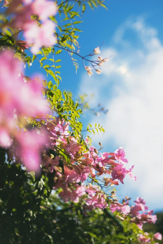 pink flowers against a blue sky and clouds