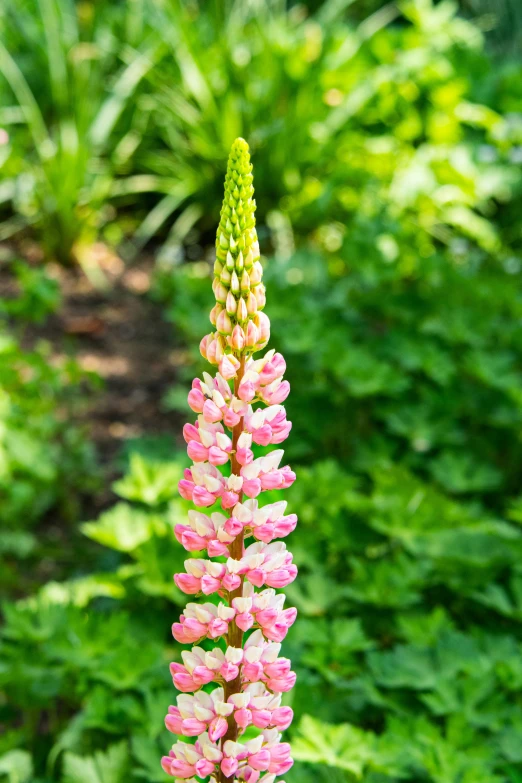 a very pretty pink and white flower with greenery behind it