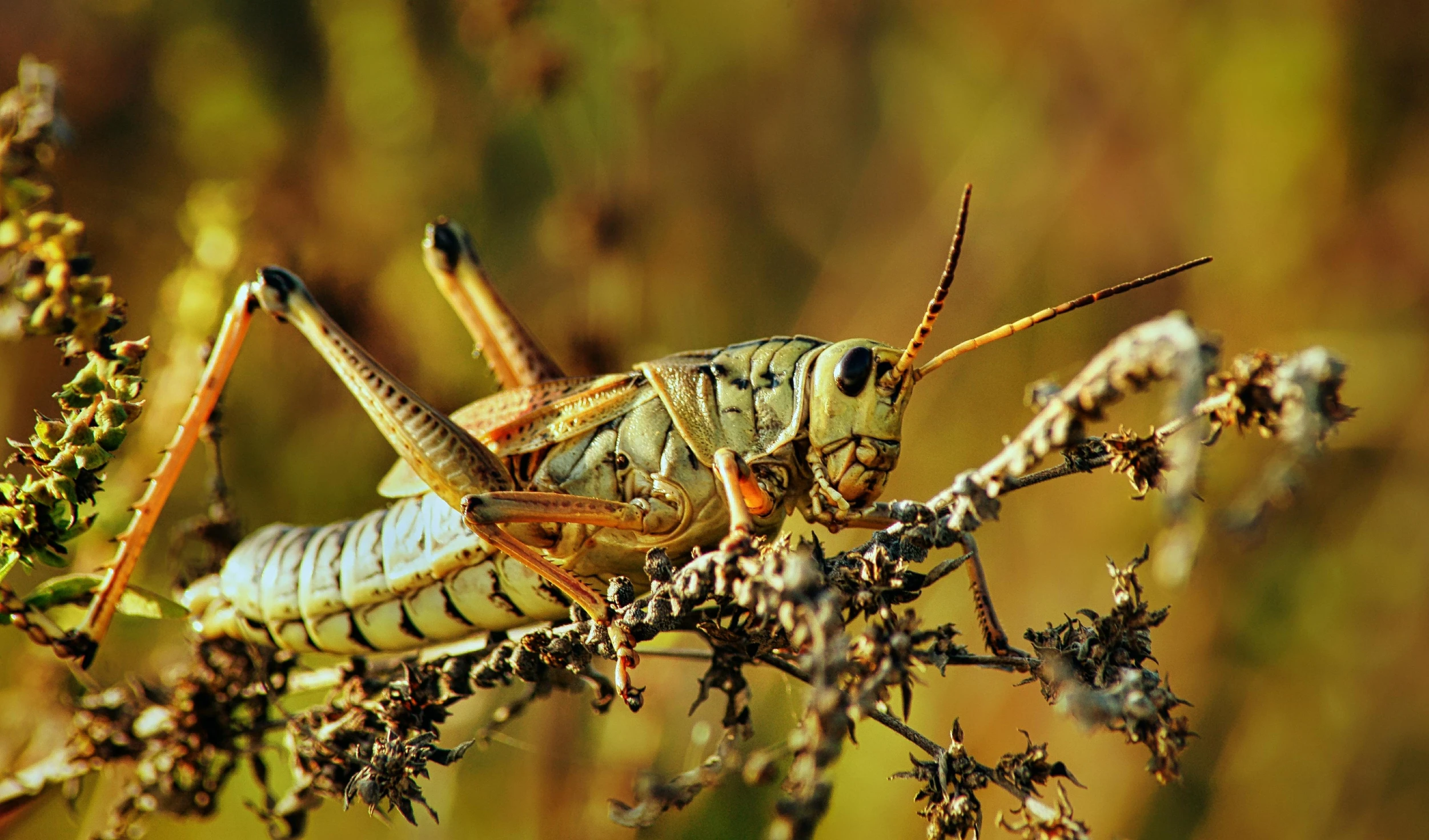 a grasshopper bug in a bush with leaves