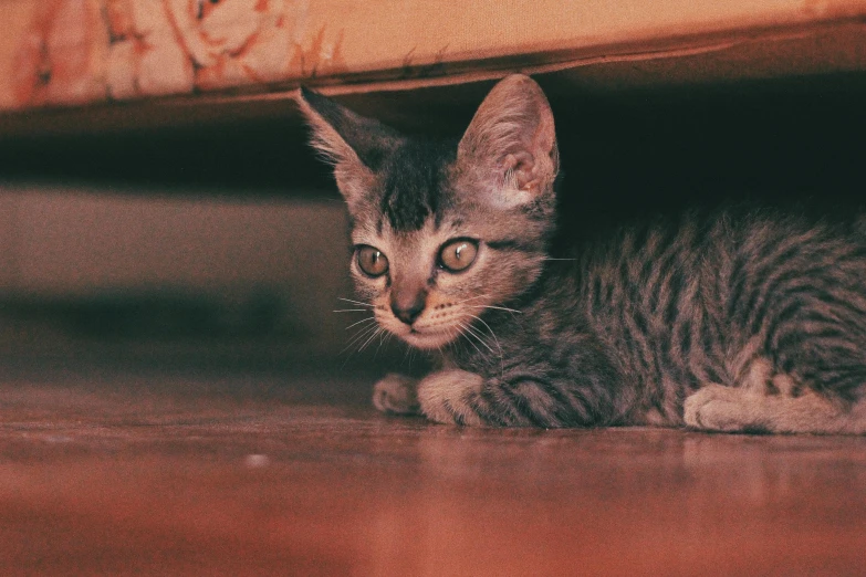 a little gray cat is hiding under the floor