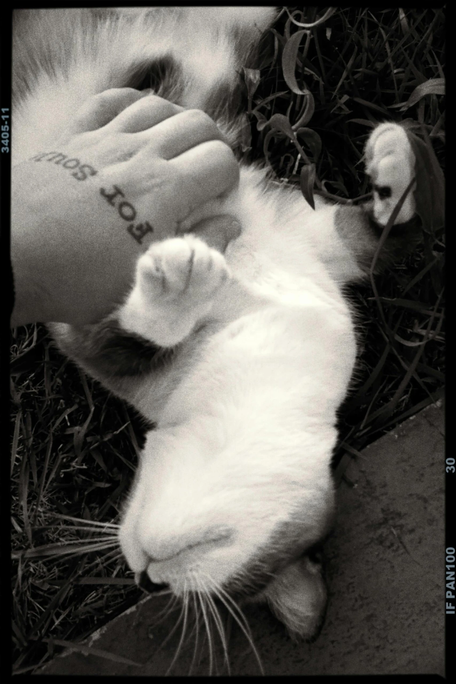 a person pets a kitten while lying down