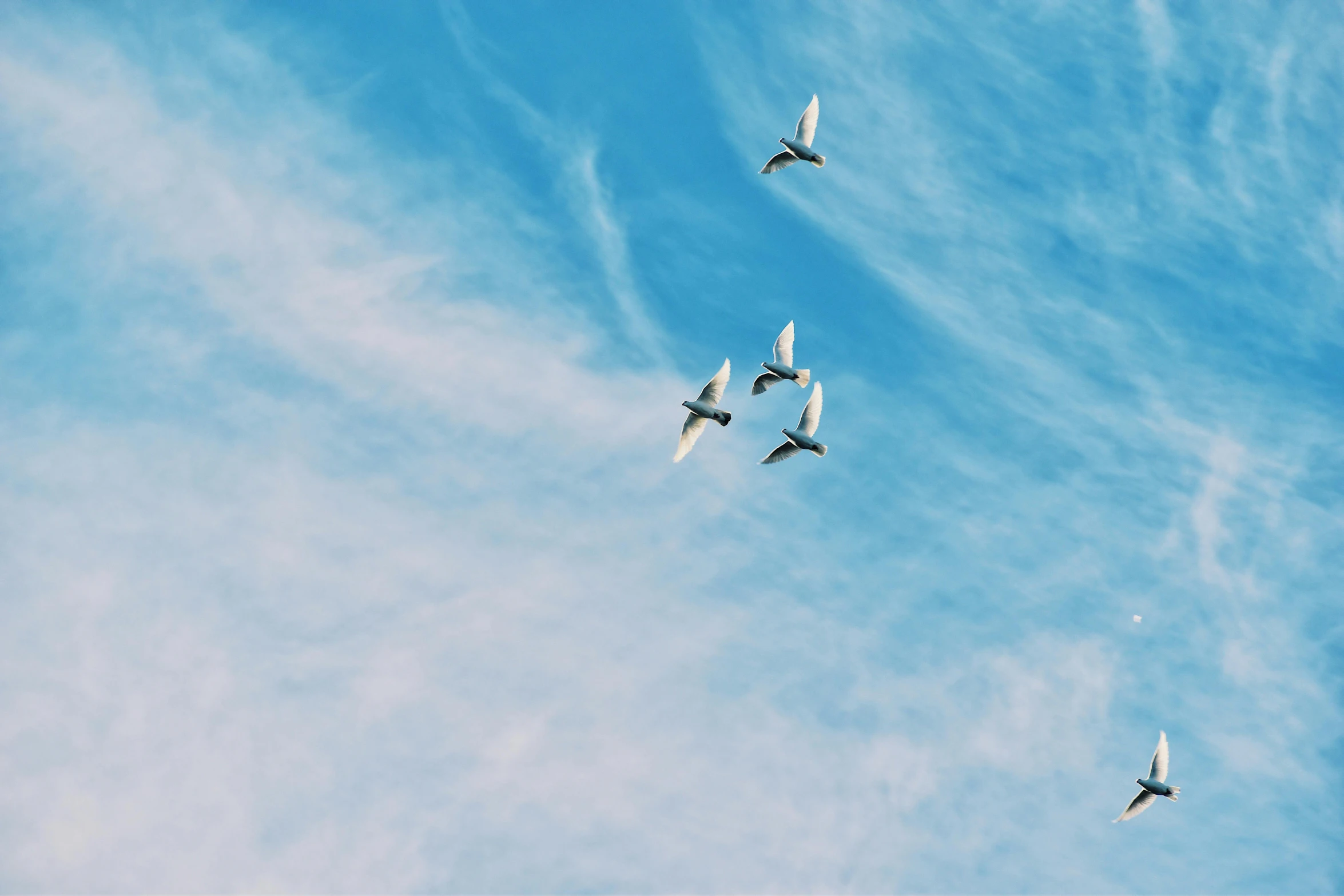 there are three birds that are flying in the sky