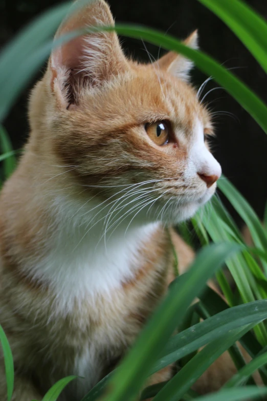 a cat staring at soing while sitting in the grass