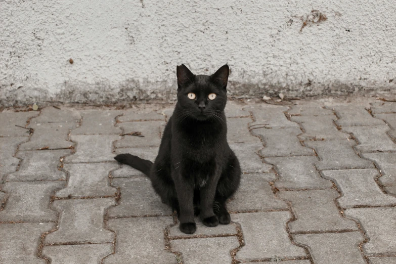 a black cat sitting on the ground with his eyes open